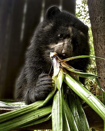Một con gấu đang ở khu bảo tồn.